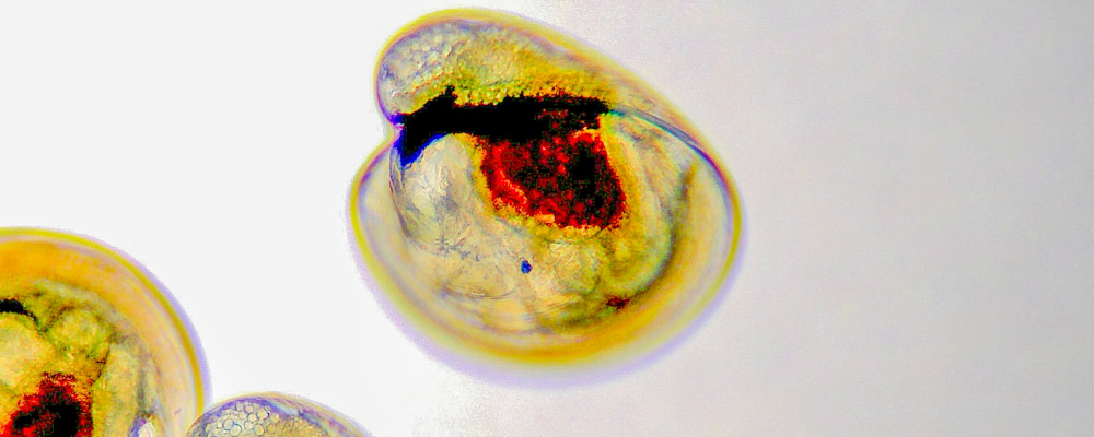 Oyster Larvae