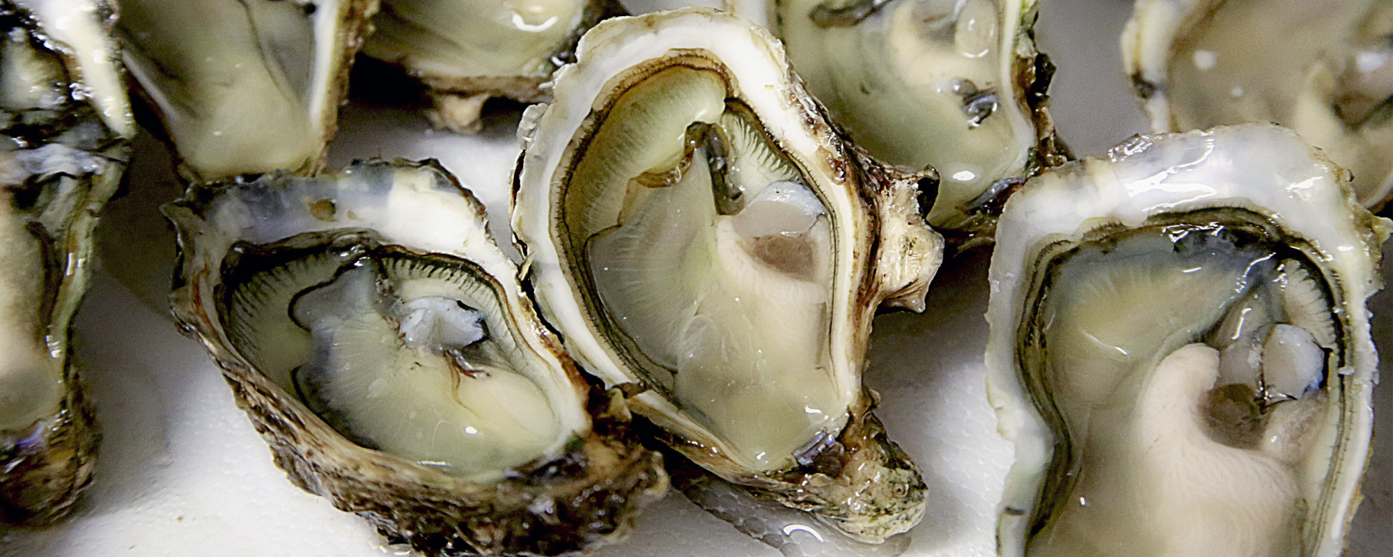 Paternoster Oyster Company